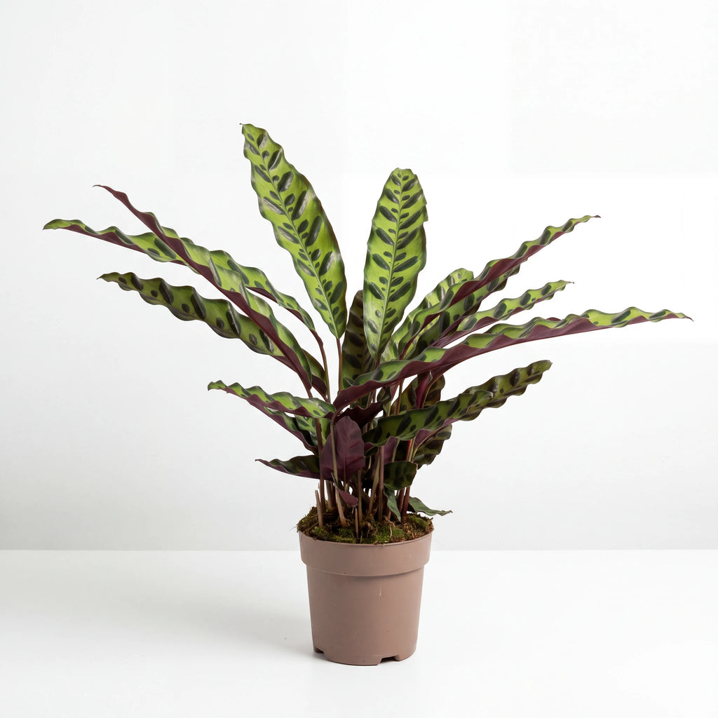Calathea Rattlesnake