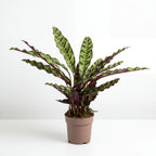 Calathea Rattlesnake