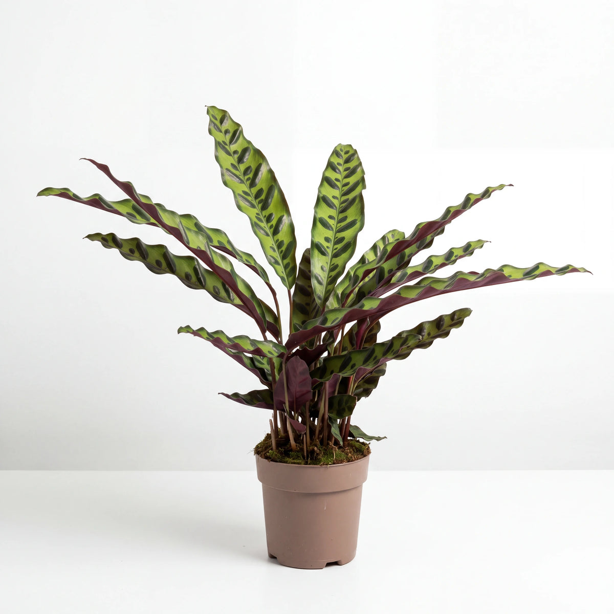Calathea Rattlesnake