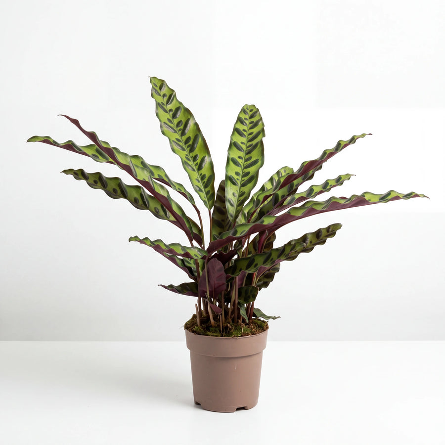 Calathea Rattlesnake