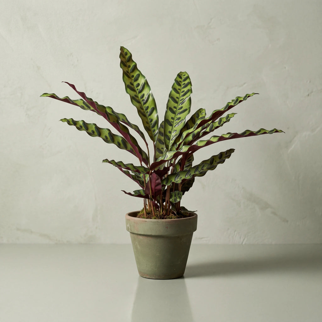 Calathea Rattlesnake