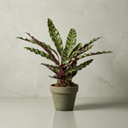 Calathea Rattlesnake