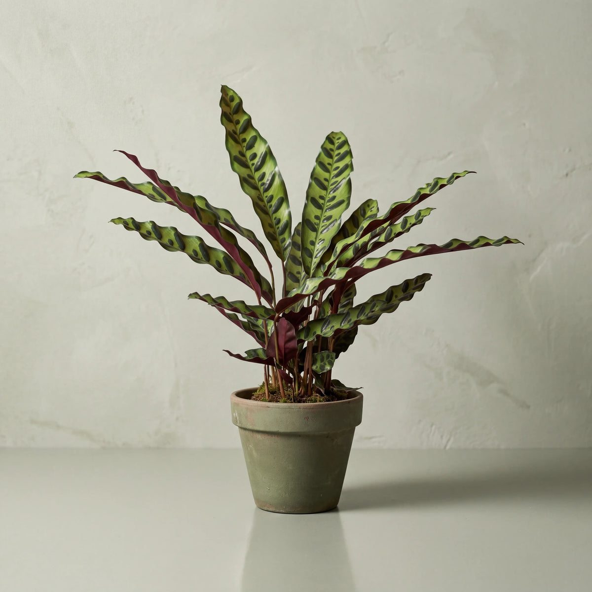 Calathea Rattlesnake