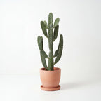 Opuntia Cactus