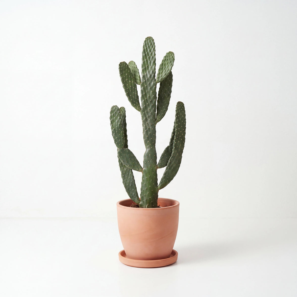 Opuntia Cactus