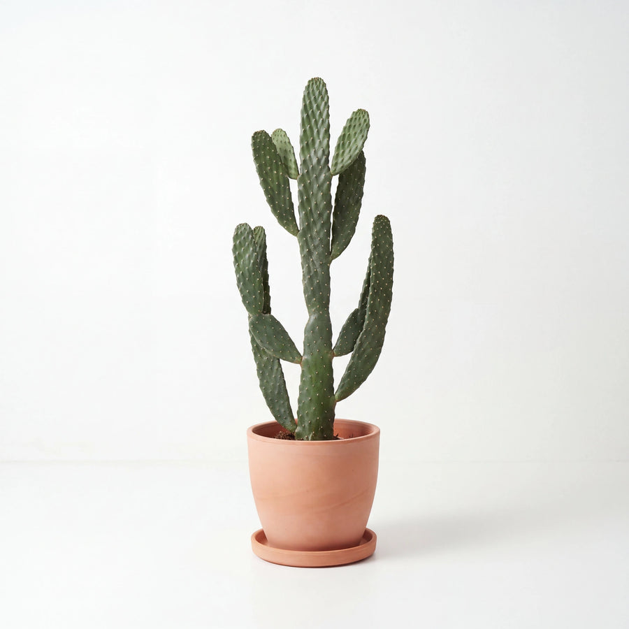 Opuntia Cactus