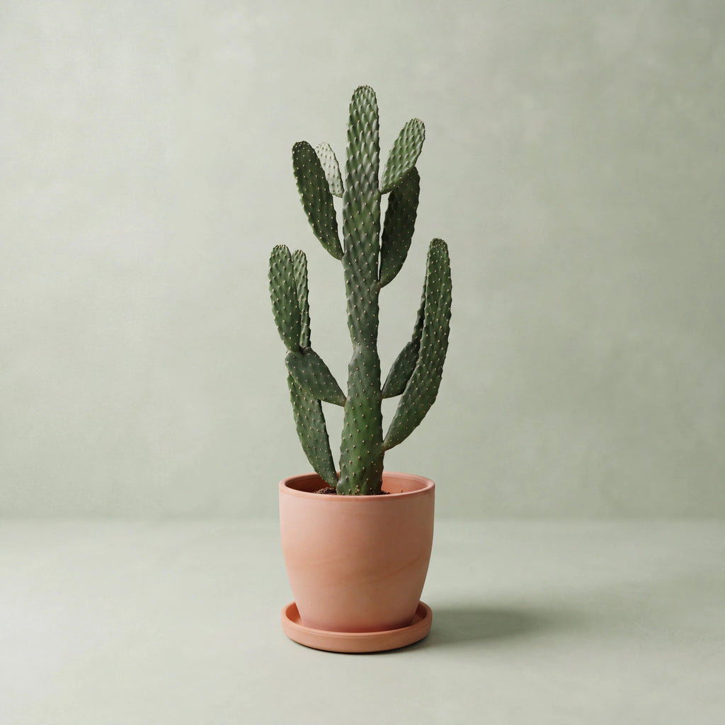 Opuntia Cactus