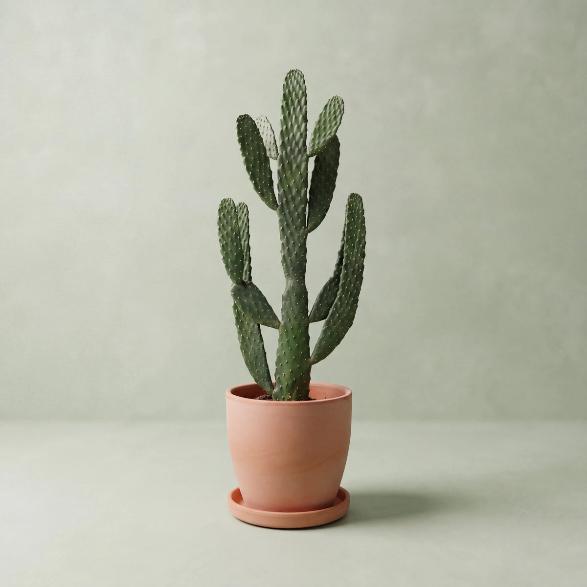 Opuntia Cactus