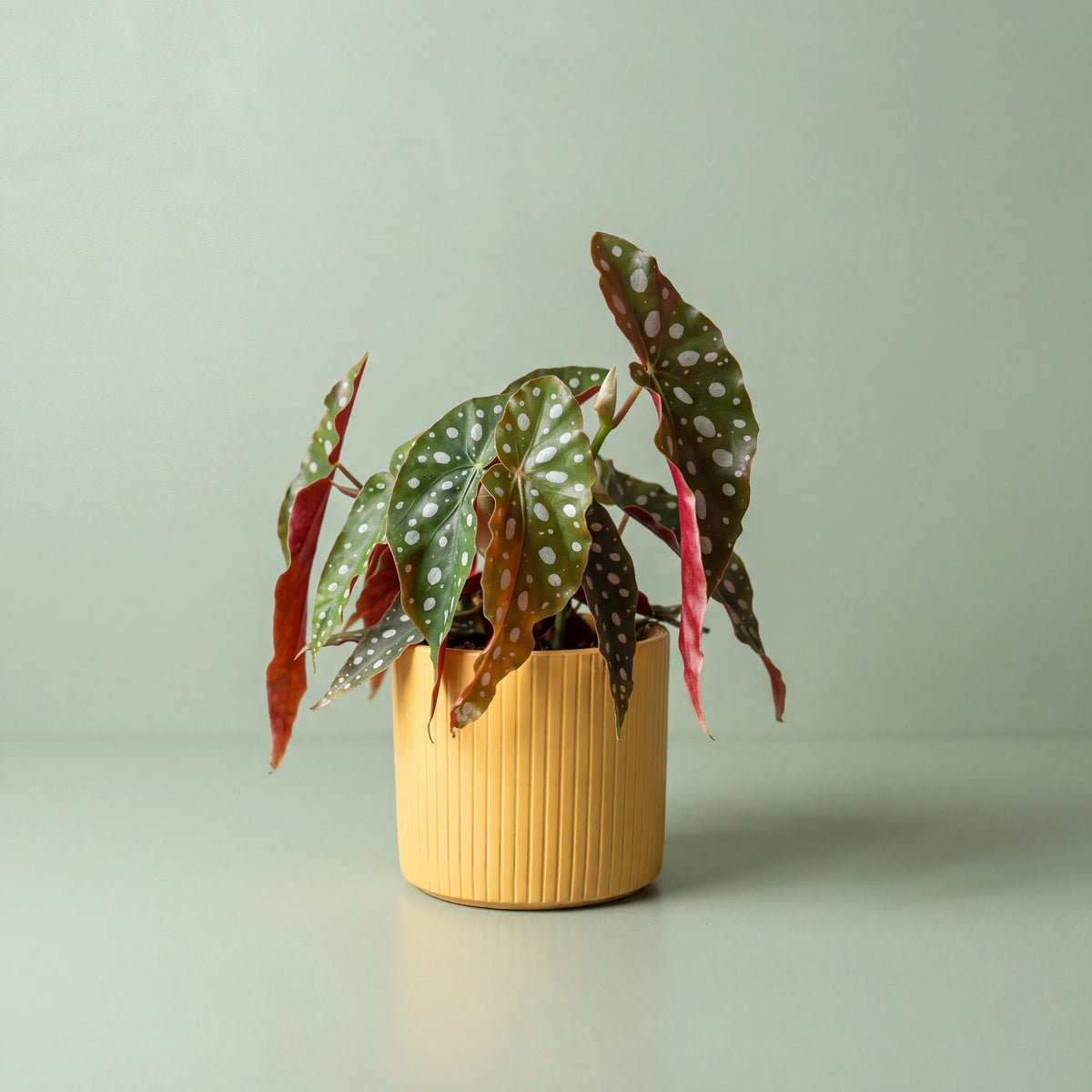 Begonia Maculata
