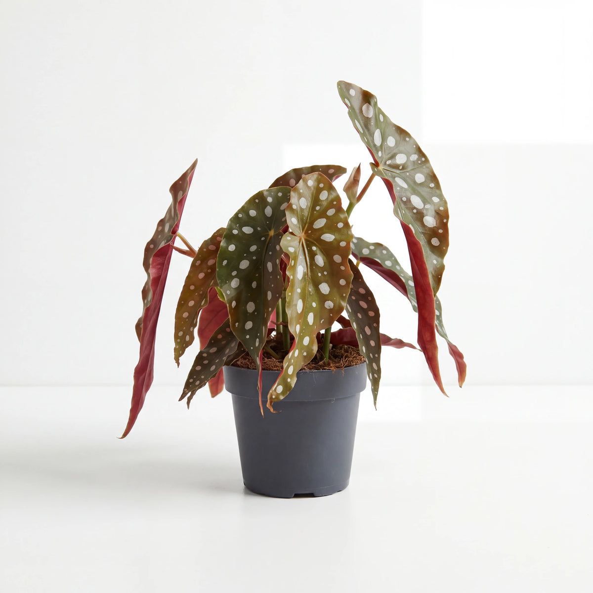 Begonia Maculata