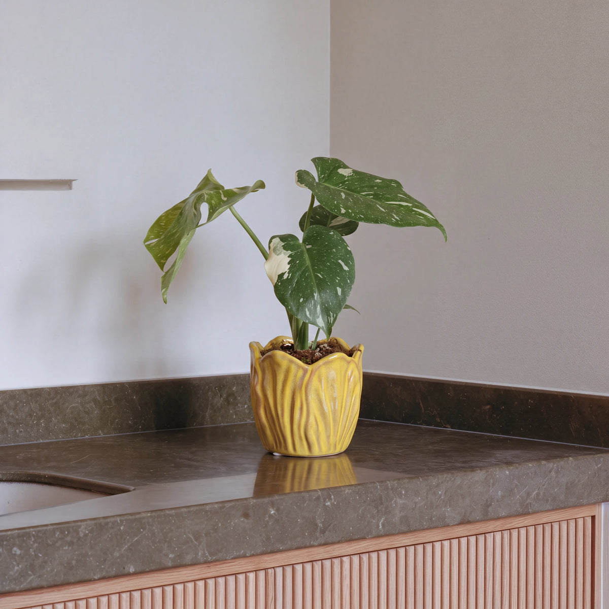 Variegated Monstera