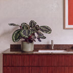 Calathea Medallion