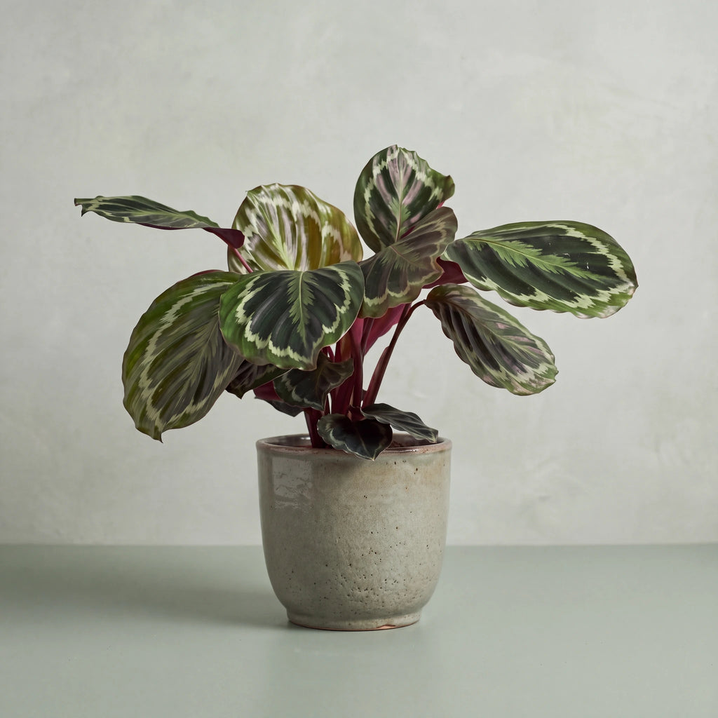 Calathea Medallion