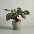 Calathea Medallion