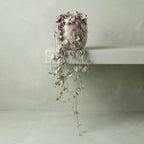 Ceropegia (String of Hearts)
