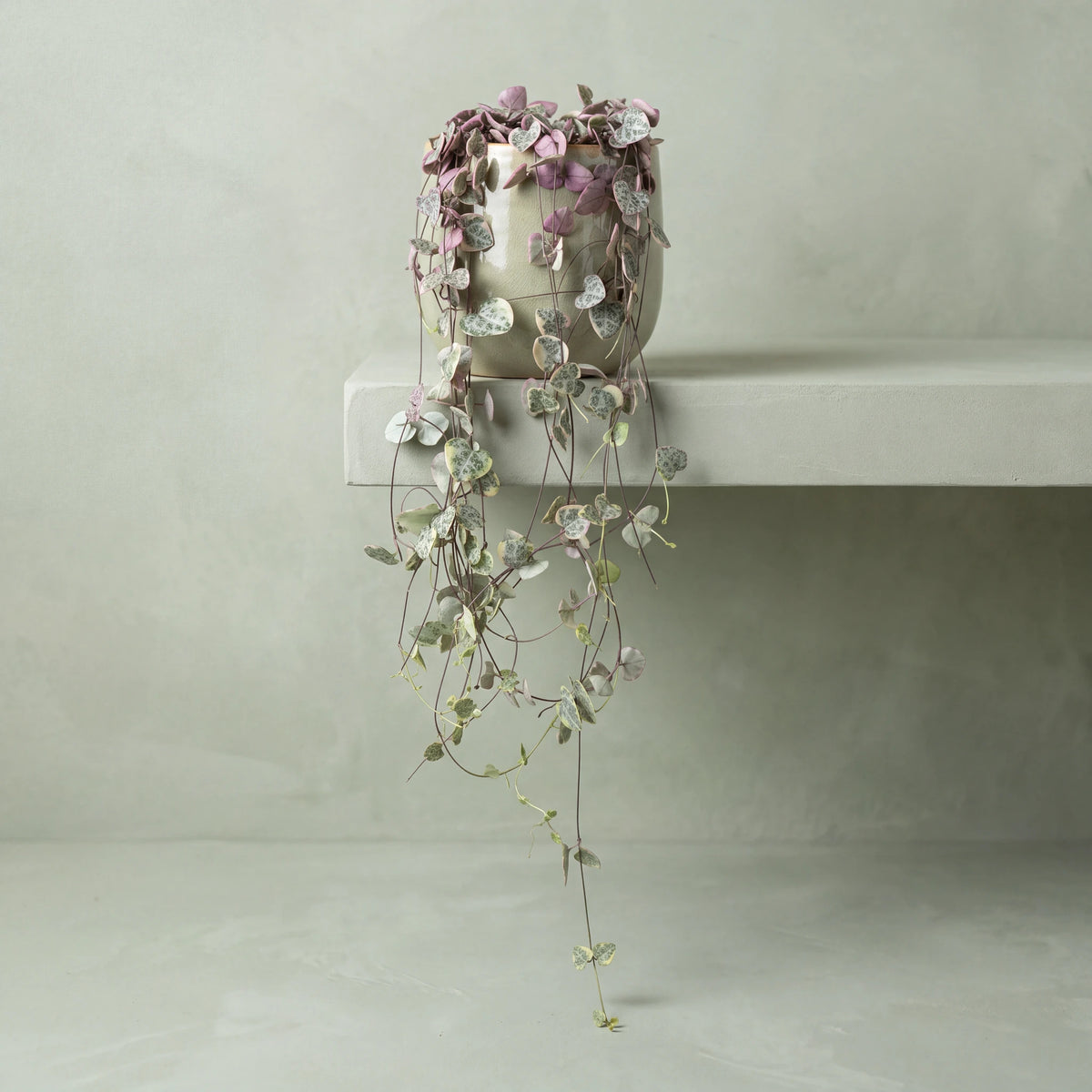 Ceropegia (String of Hearts)