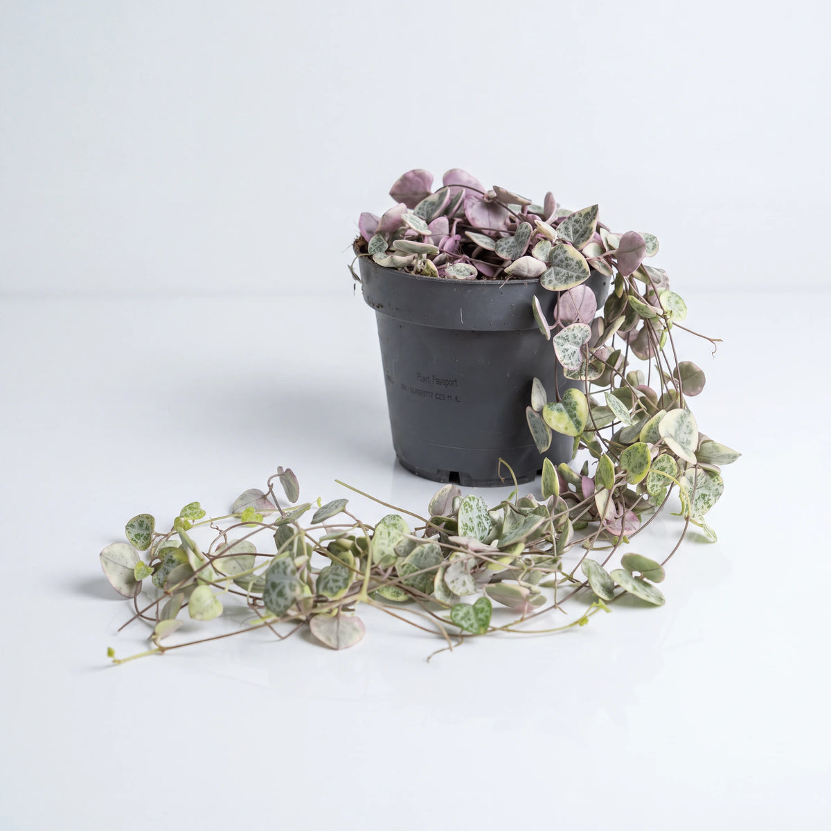 Ceropegia (String of Hearts)