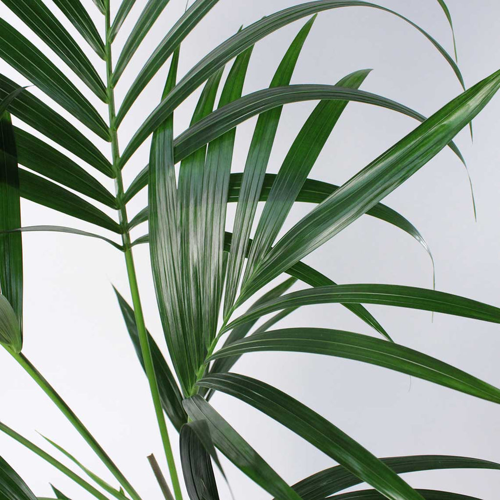 Kentia Palm