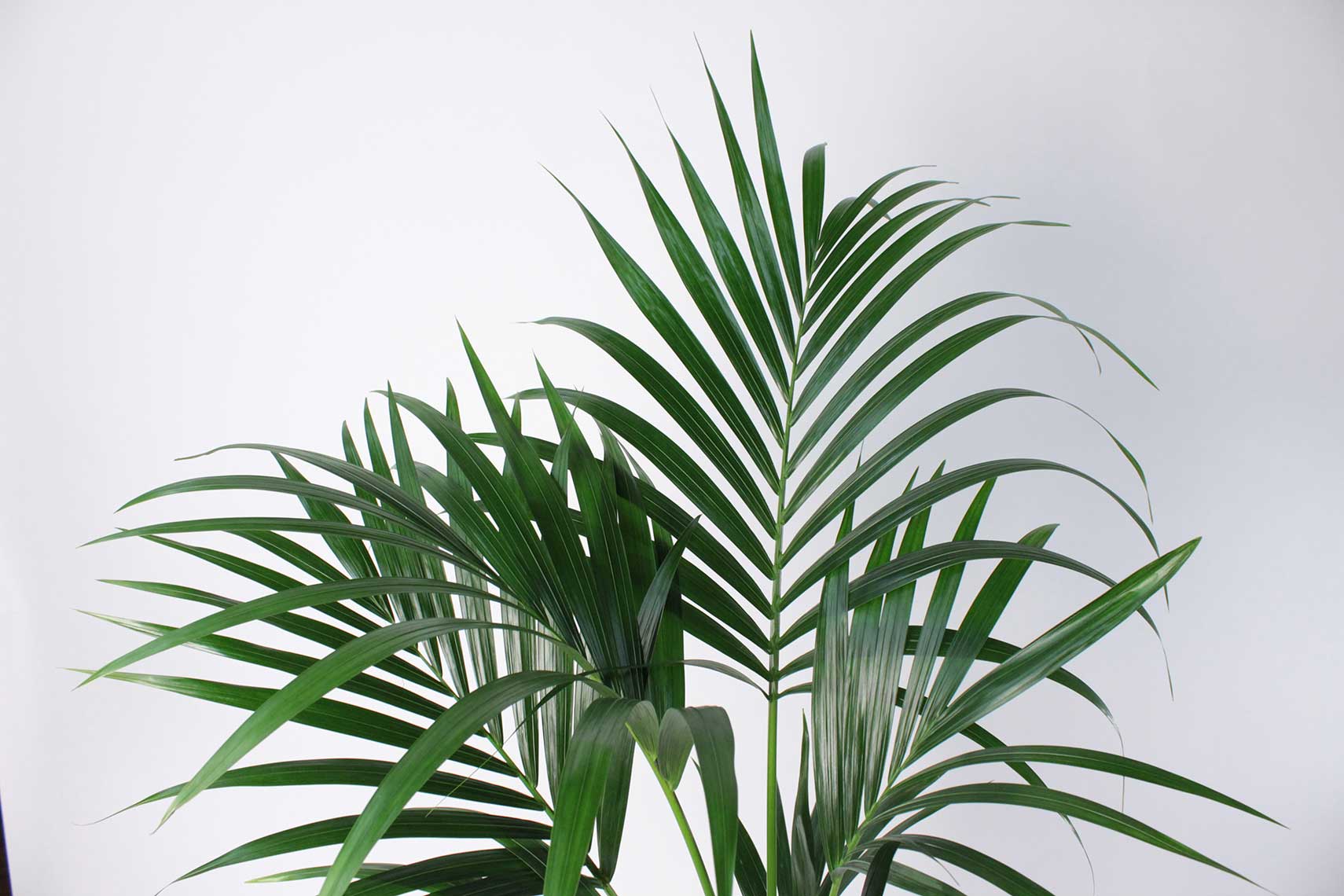 Kentia Palm