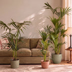 Kentia palms in decorative pots in a living room