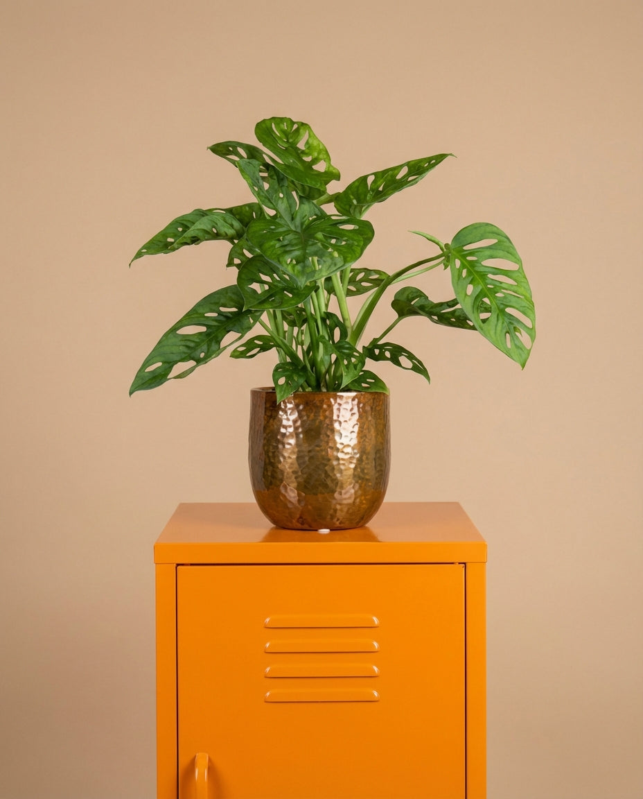 Monkey Mask Monstera