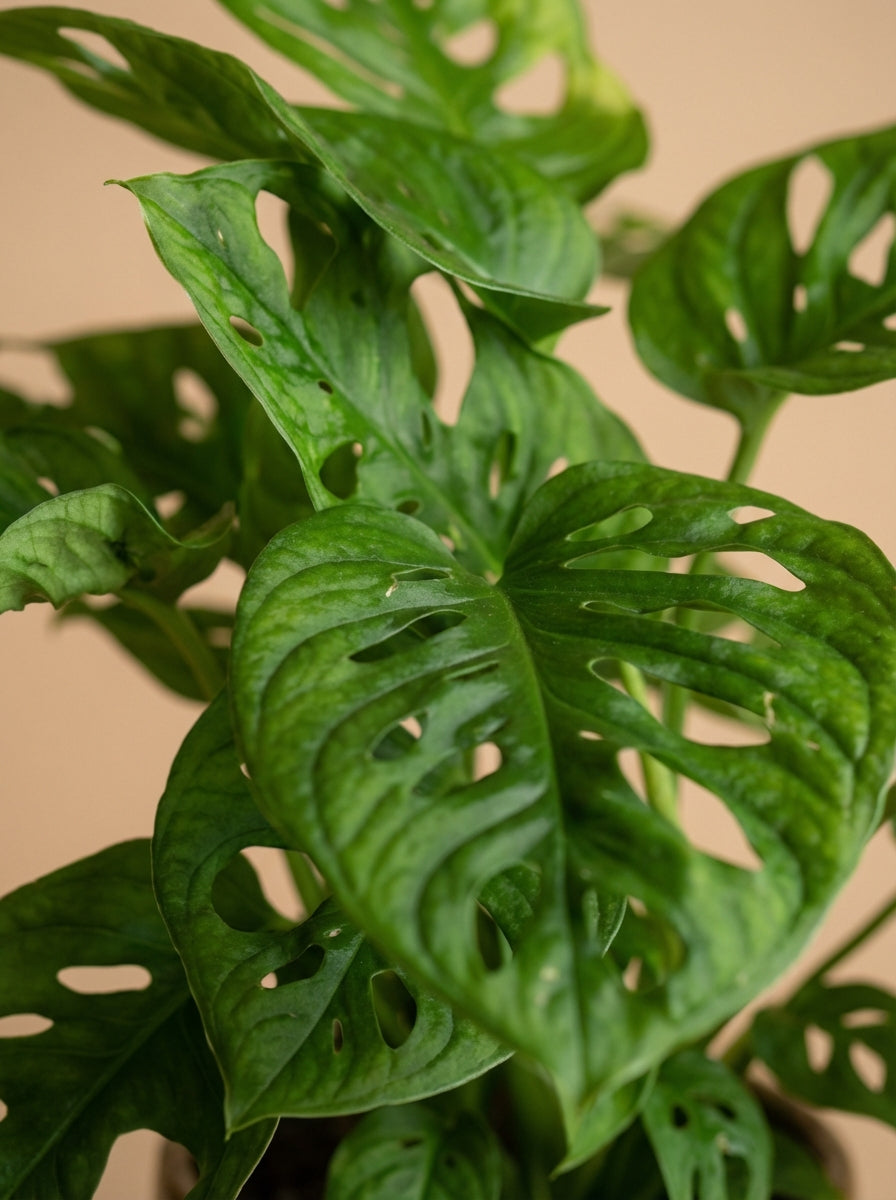 Monkey Mask Monstera