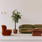 Pachira | Money Tree