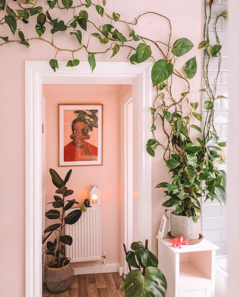 pink rubber tree Pink Rubber Tree – Plant Warehouse