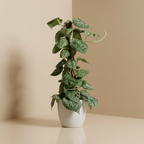 Silver Devils Ivy | Scindapusis Pictus