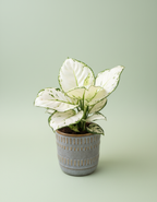 Aglaonema ‘White Joy’