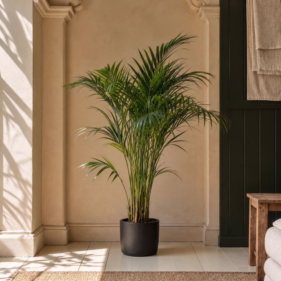 Areca palm in a black planter in a warm sunlit interior