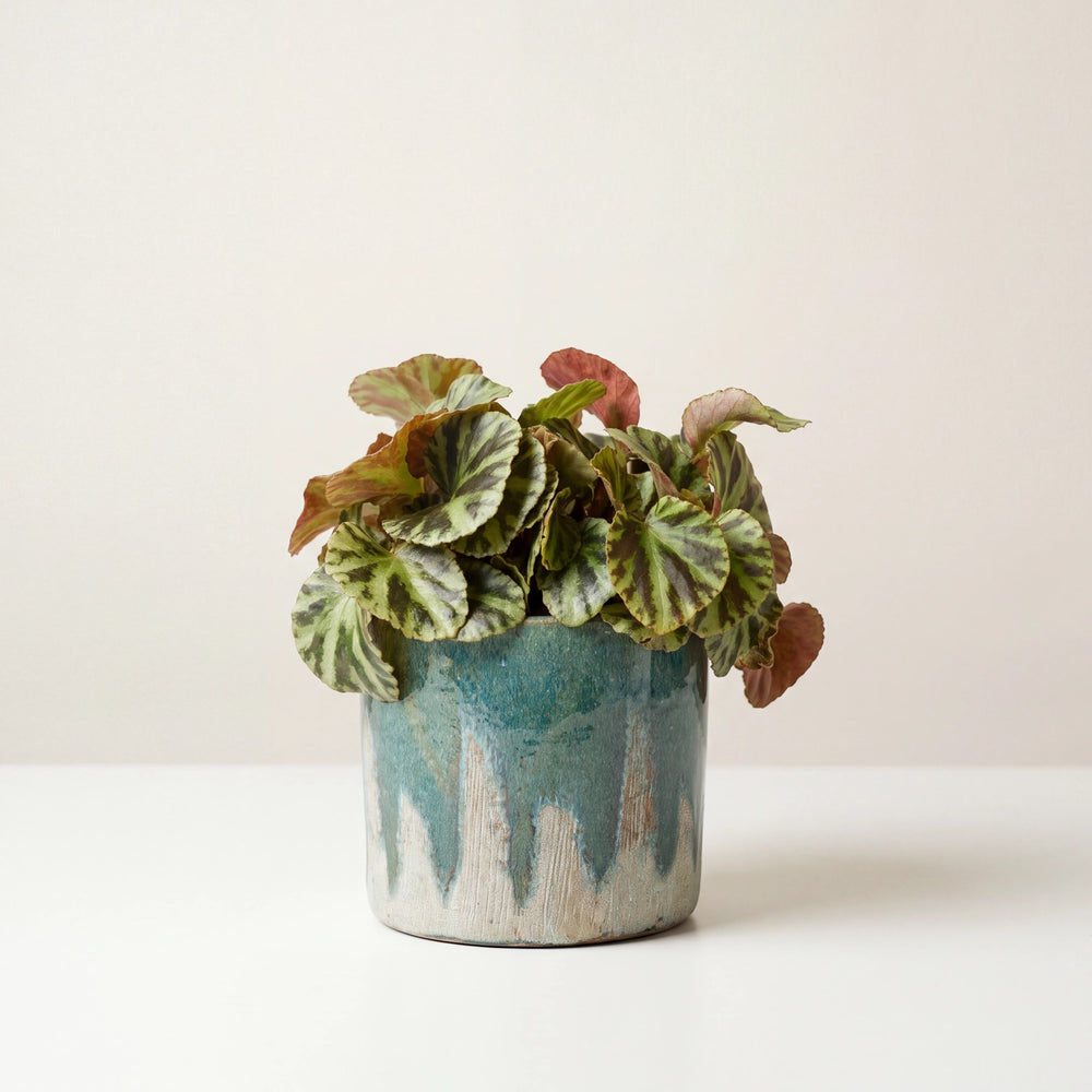 Begonia Jungle Jewels