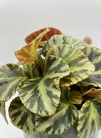 Close up of the patterned green leaves on Begonia Jungle Jewels
