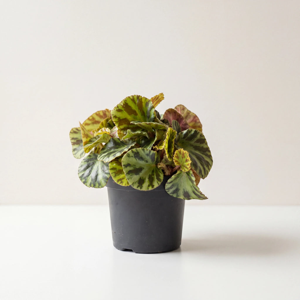 Begonia Jungle Jewels in grower's nursery pot