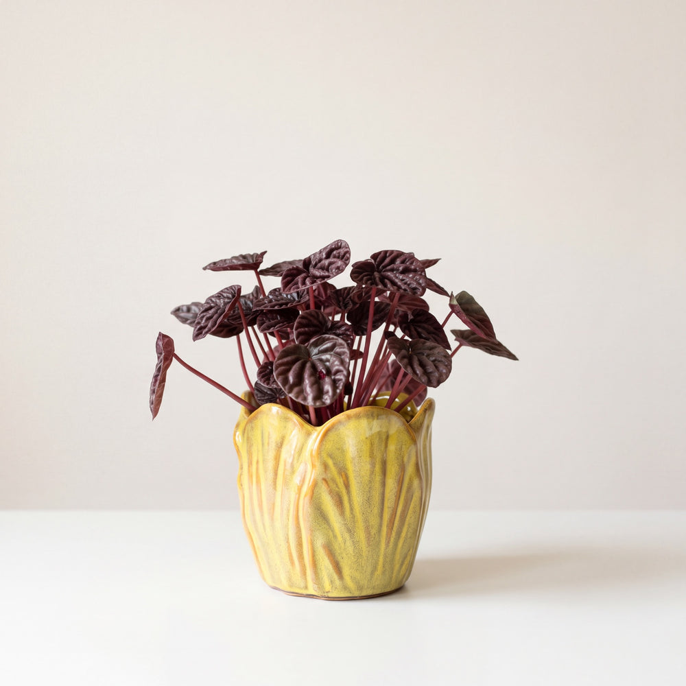 Burgundy Ripple Peperomia