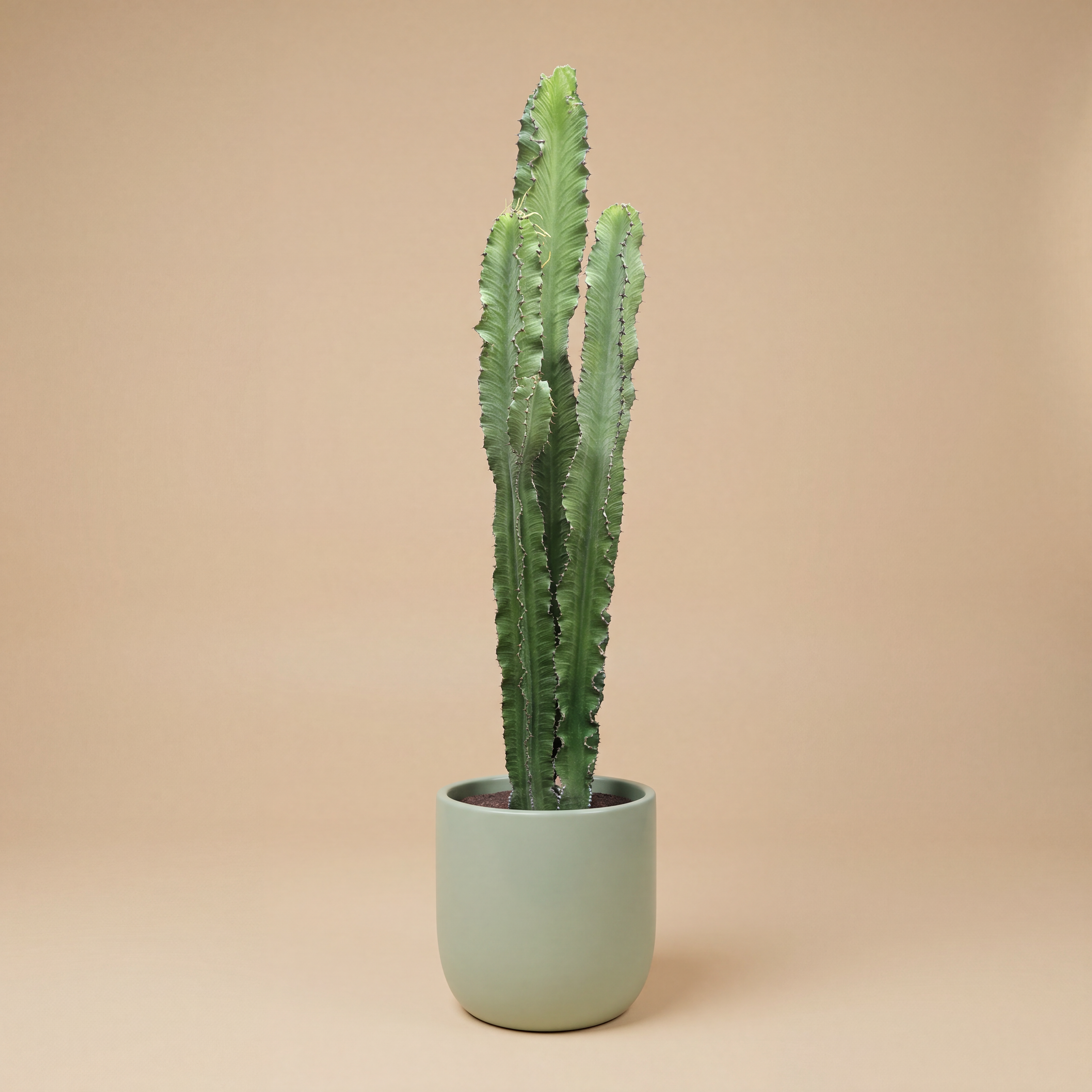 Euphorbia | Cactus