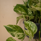 Marble Queen Pothos | Devils Ivy