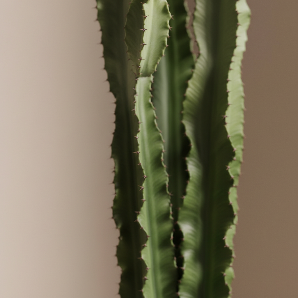 Euphorbia | Cactus