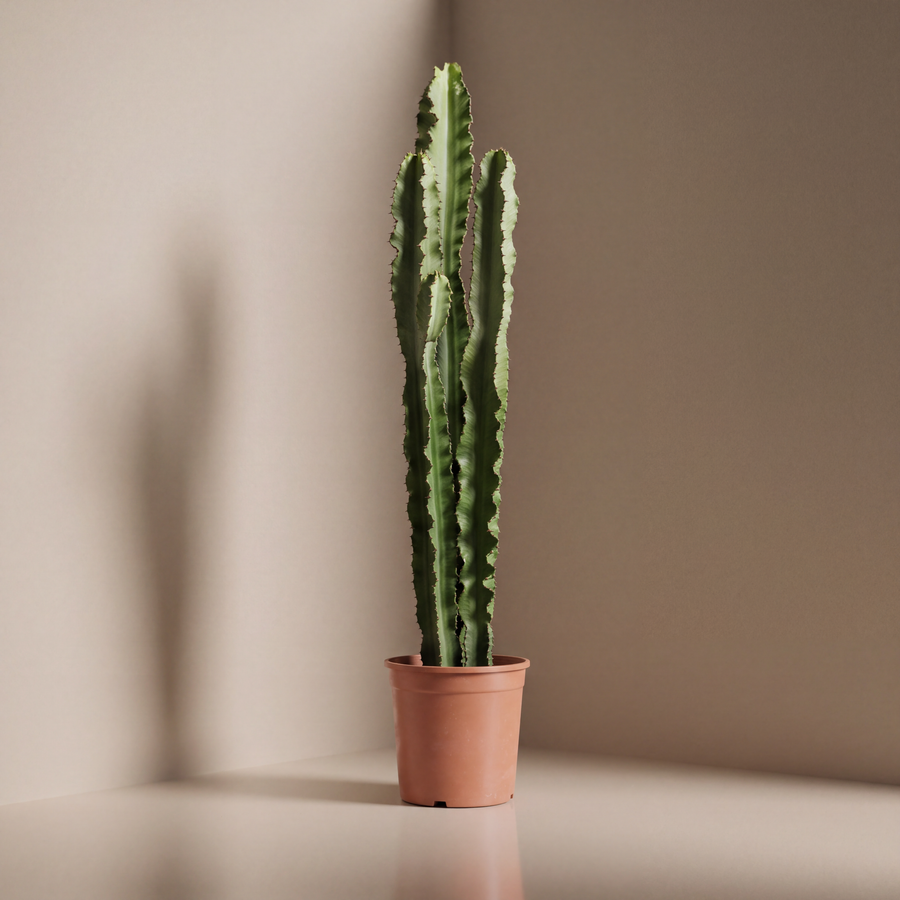 Euphorbia | Cactus
