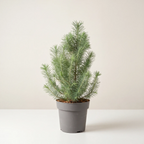 Festive Pine in grey nursery pot, studio photograph