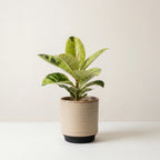 Ficus Elastica Shivereana with variegated green foliage in cream ceramic pot