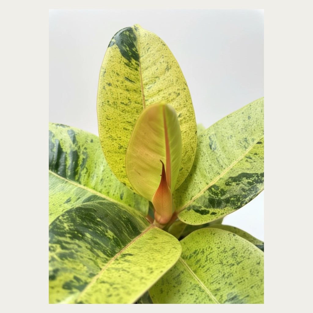 Close-up of lime green and dark green speckled Ficus Shivereana leaves