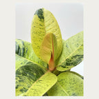 Close-up of lime green and dark green speckled Ficus Shivereana leaves