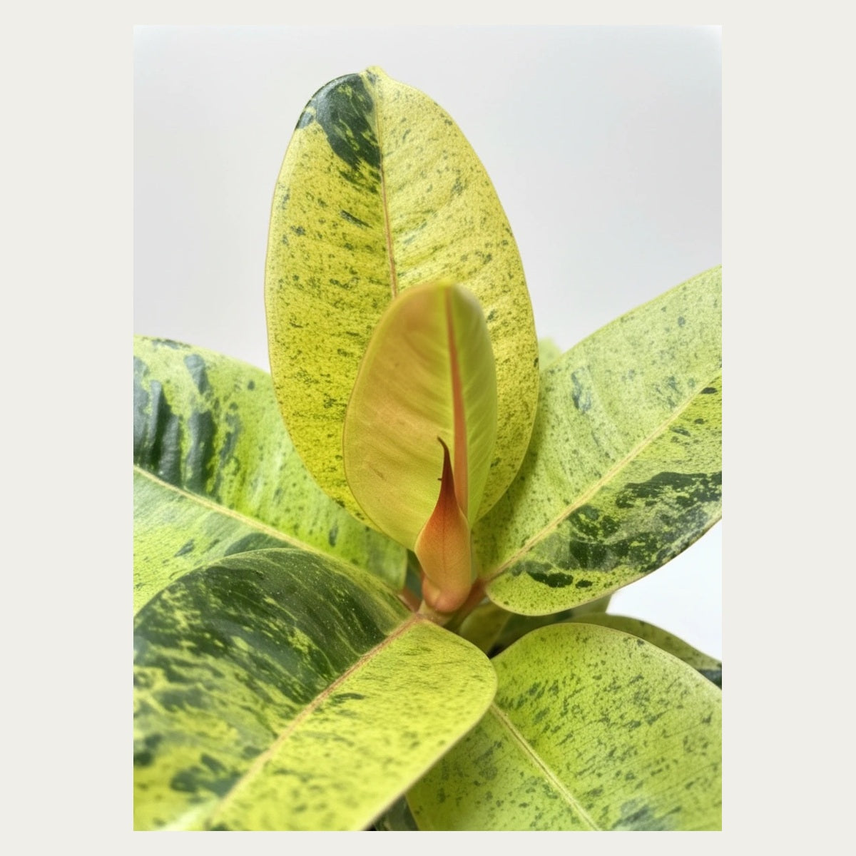 Close-up of lime green and dark green speckled Ficus Shivereana leaves