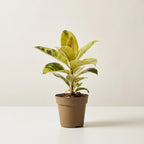 30cm Ficus Elastica Shivereana in 9cm nursery pot
