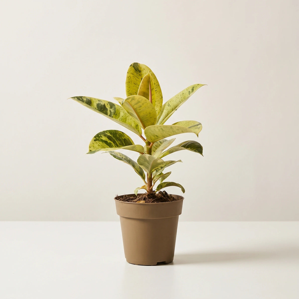 30cm Ficus Elastica Shivereana in 9cm nursery pot