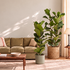 Two Fiddle Leaf Fig plants in a styled living room