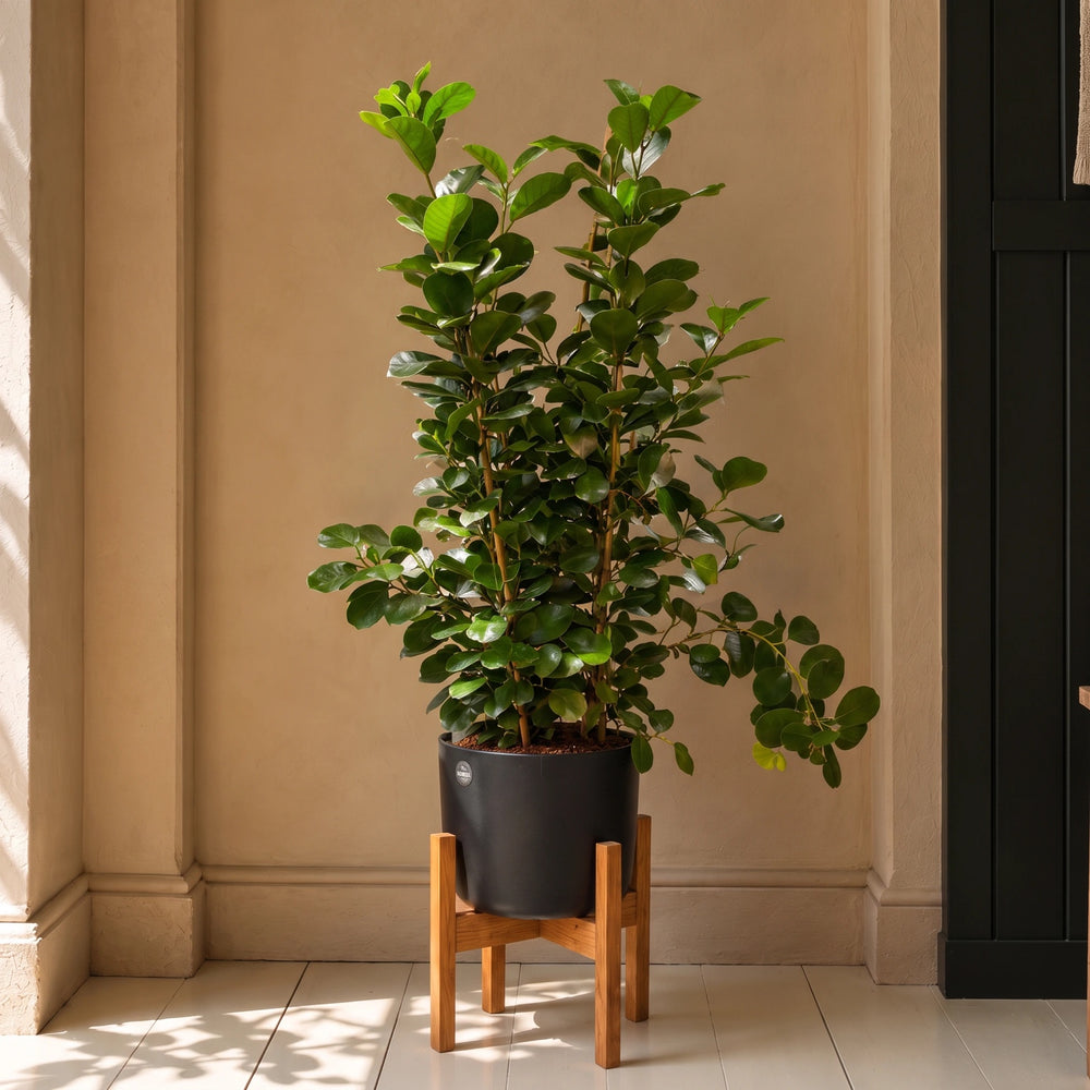 Ficus Moclame