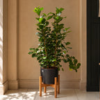 Ficus Moclame in a black planter on a wooden stand, with glossy green rounded leaves