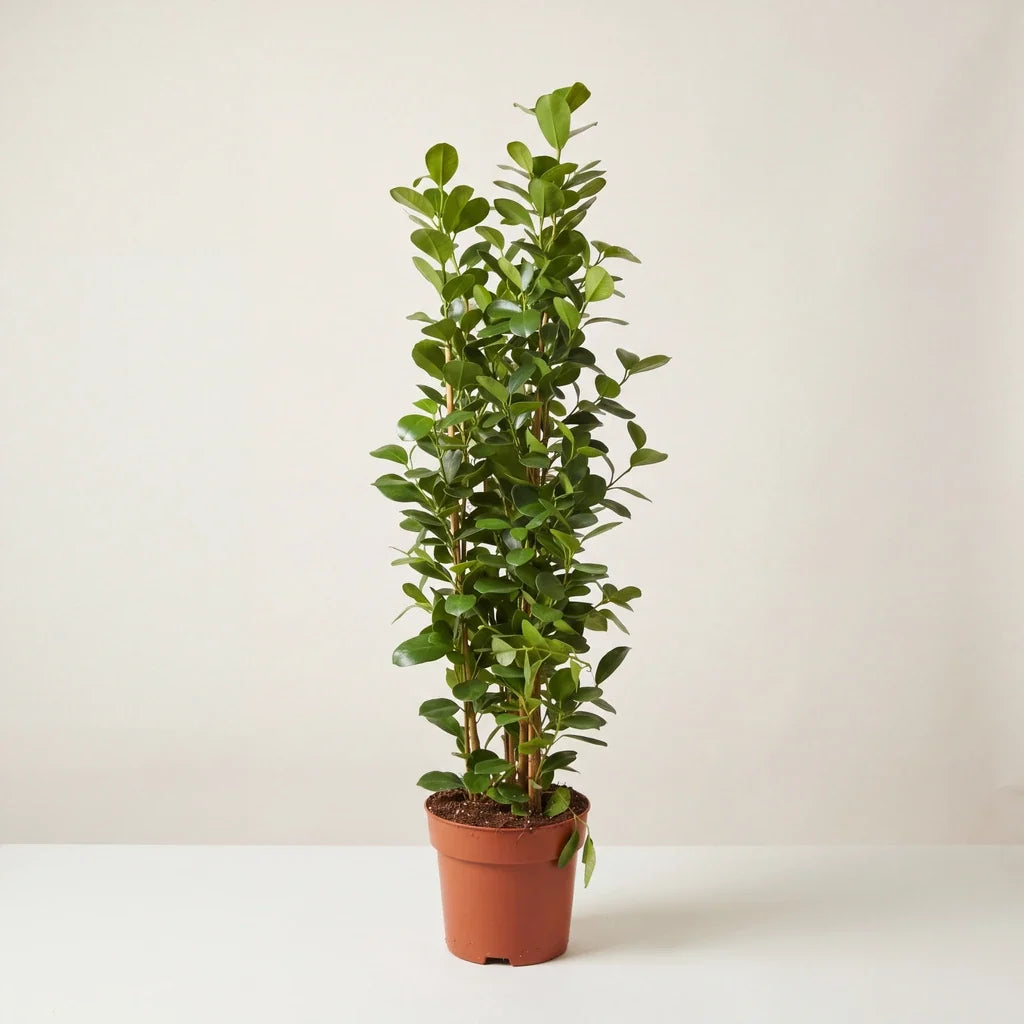 Ficus microcarpa Moclame in its nursery pot against a neutral studio background